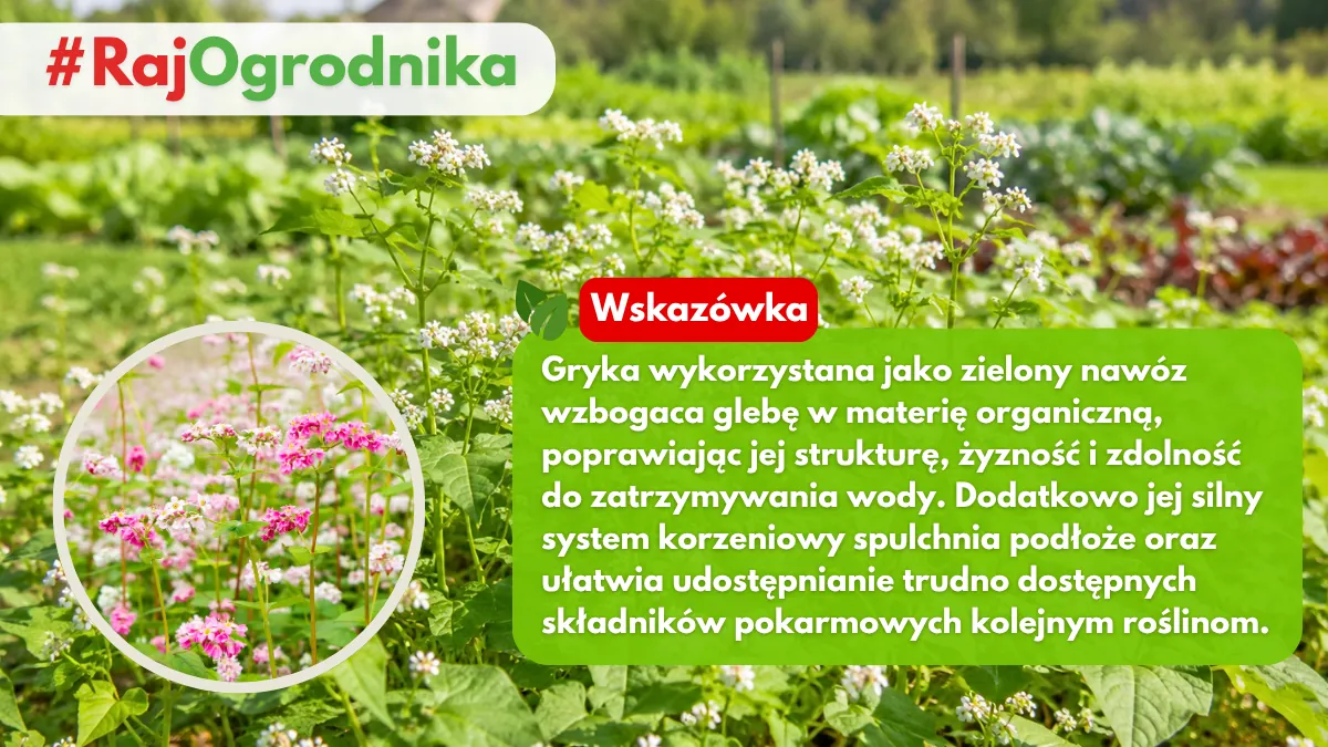Gryka jako nawóz zielony w ogrodzie sklep rajogrodnika